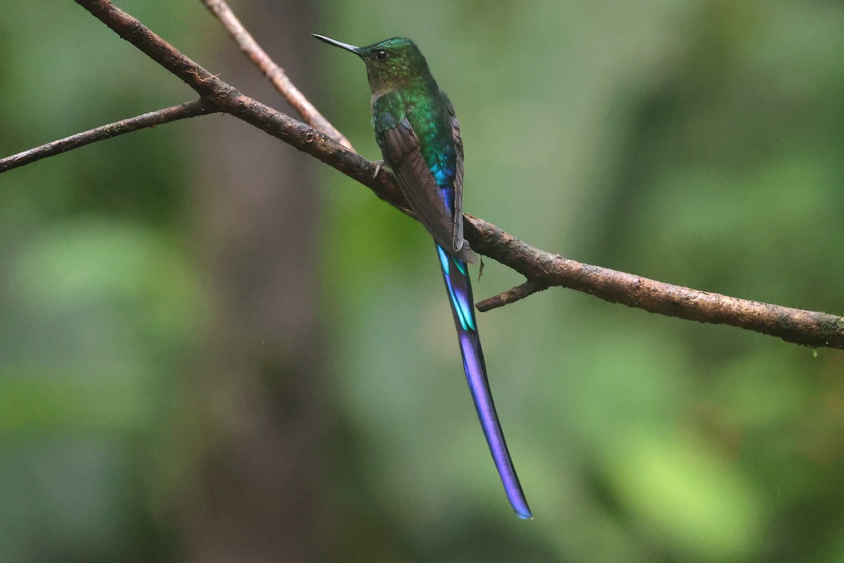 Violet-tailed Sylph - ML644259343