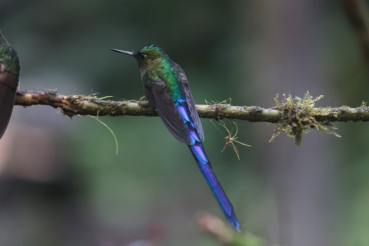 Violet-tailed Sylph - ML644259344
