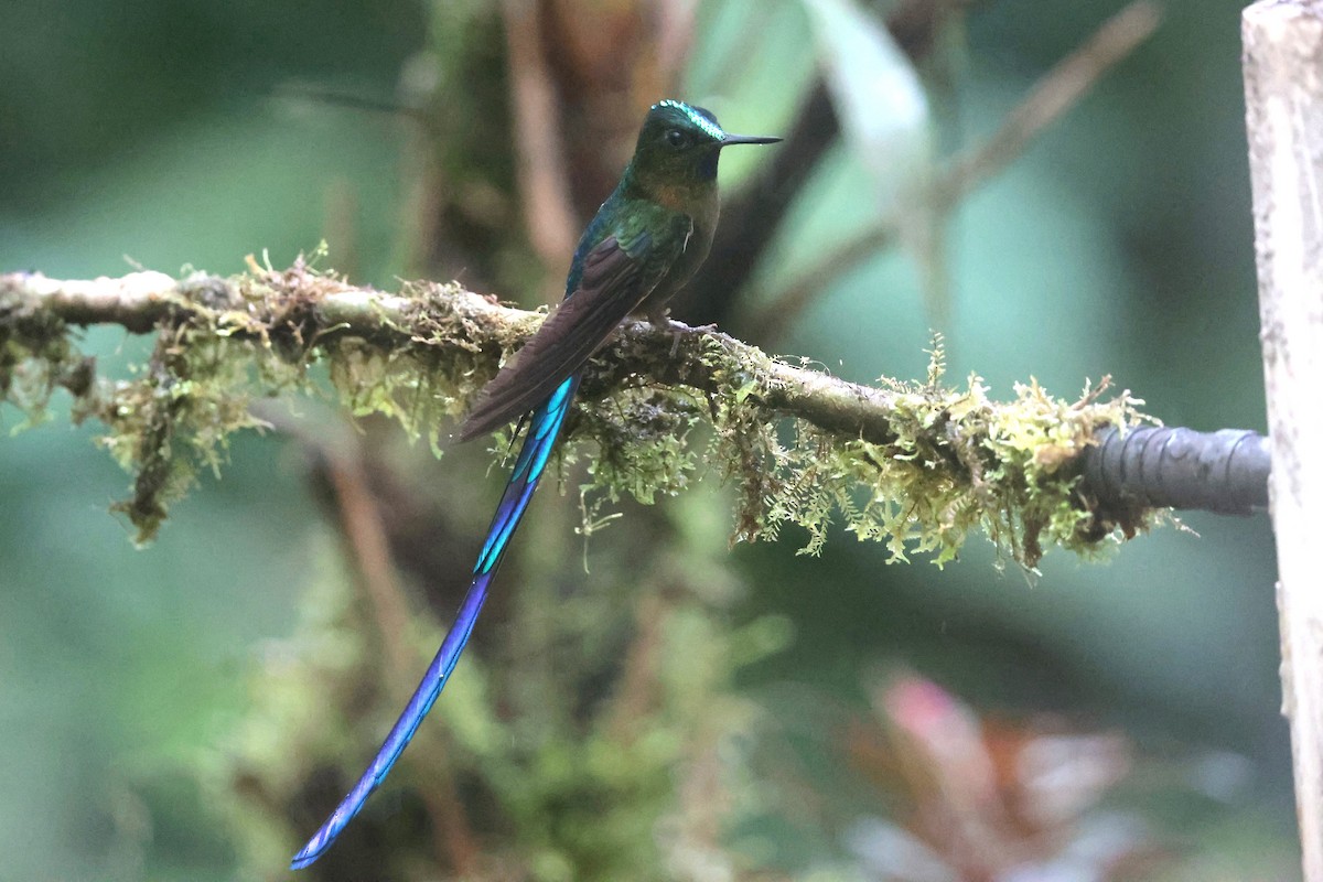 Violet-tailed Sylph - ML644259345