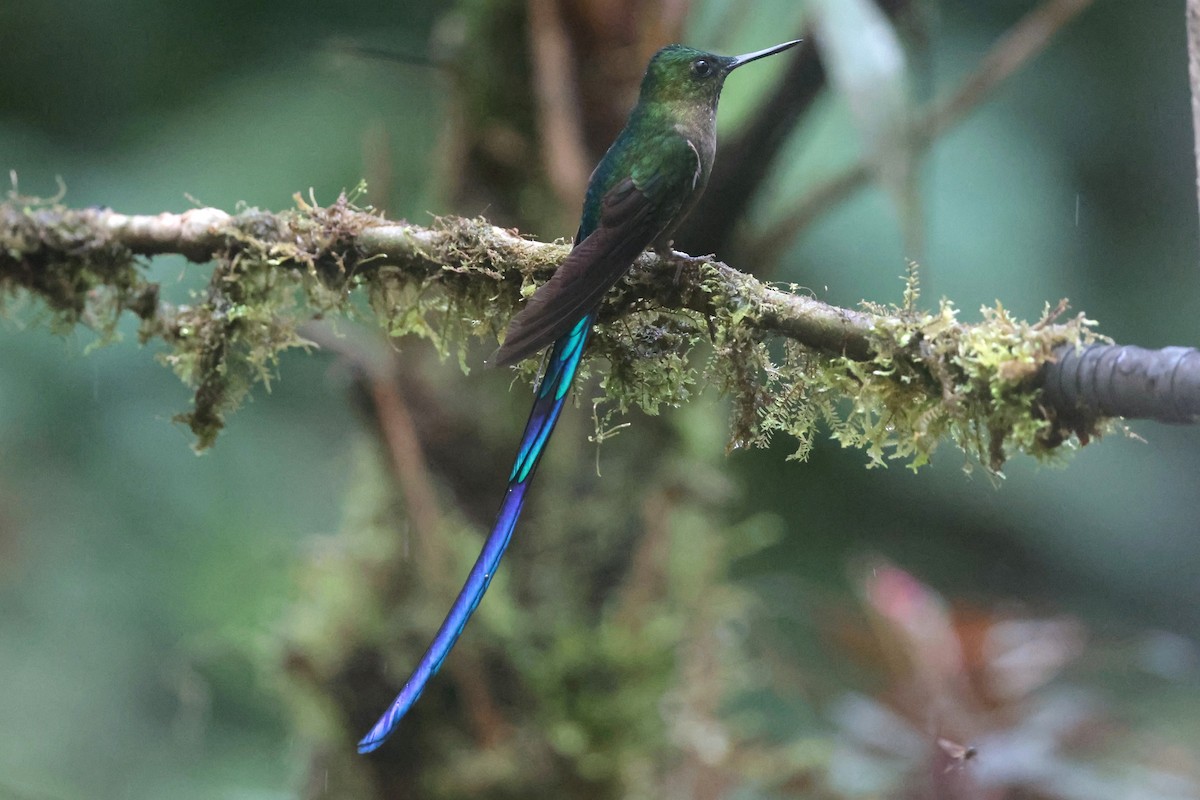 Violet-tailed Sylph - ML644259346