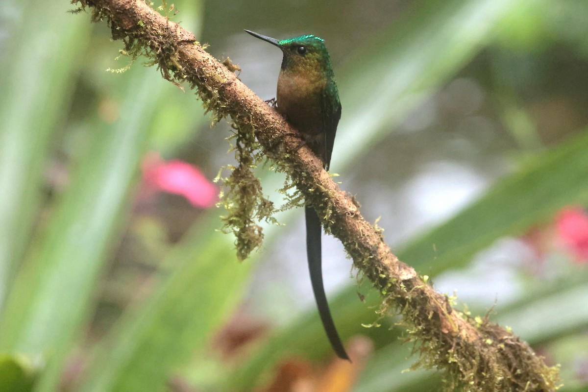 Violet-tailed Sylph - ML644259347