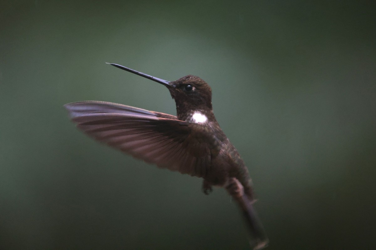 Brown Inca - ML644259351