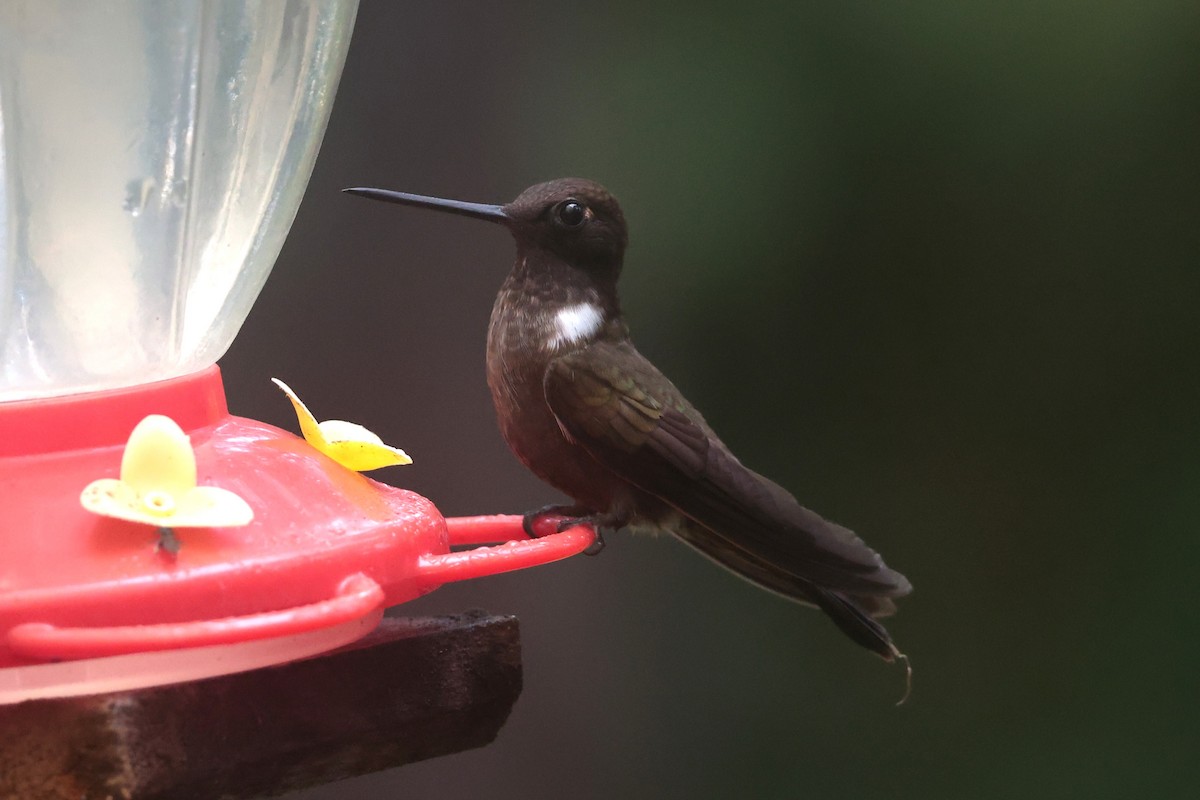 Brown Inca - ML644259352