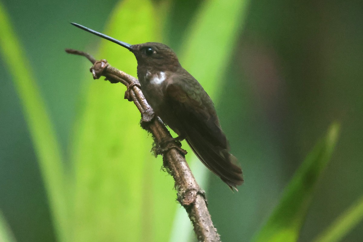 Brown Inca - ML644259353