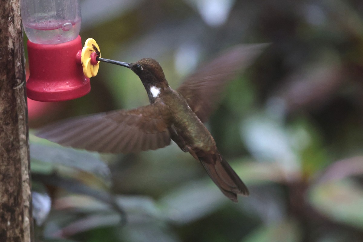 Brown Inca - ML644259354