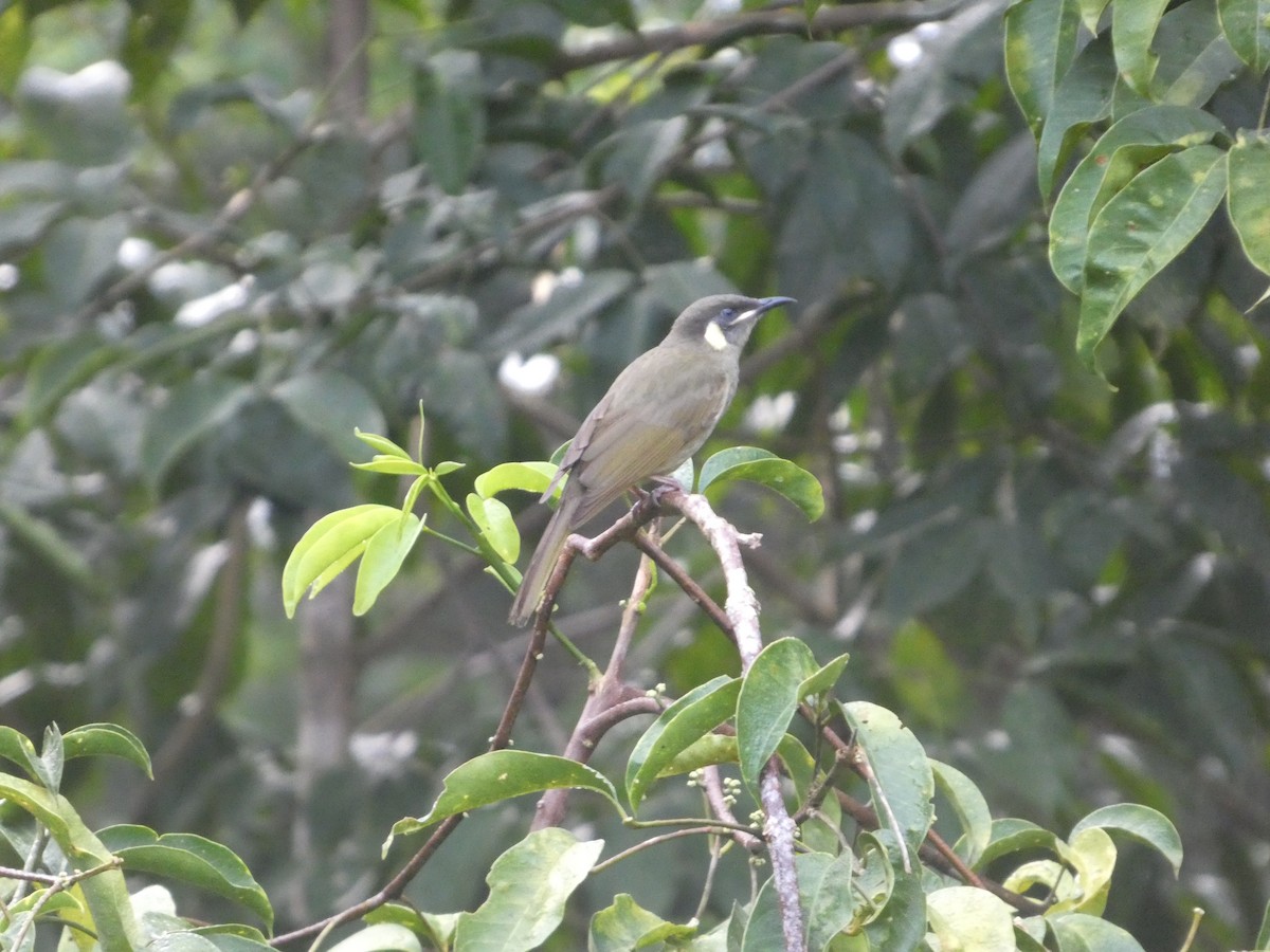 Lewin's Honeyeater - ML644259356
