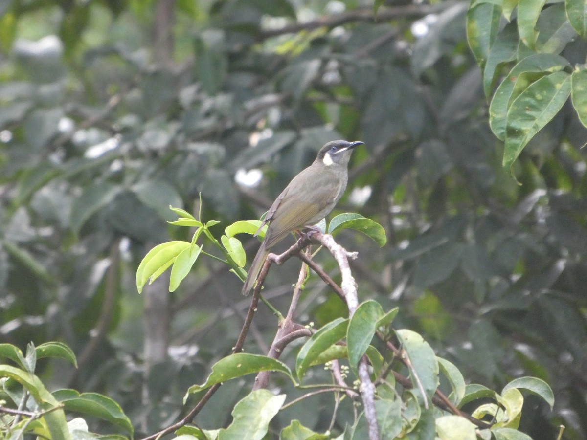 Lewin's Honeyeater - ML644259358