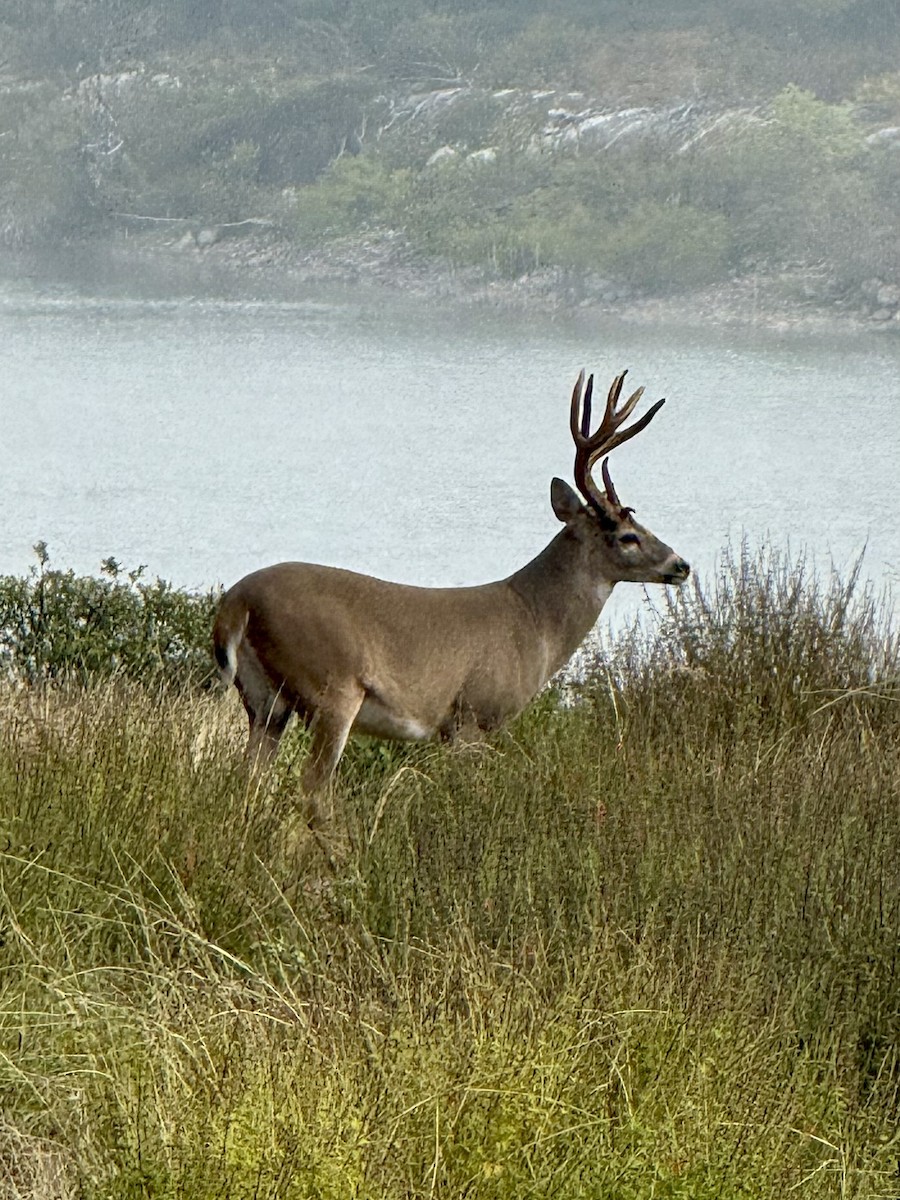 White-tailed Deer - ML644259393