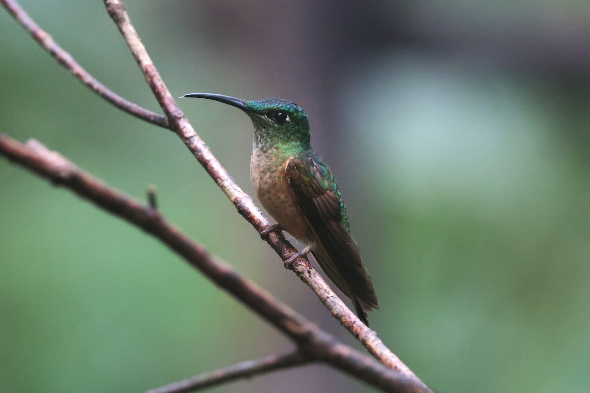 Fawn-breasted Brilliant - ML644259394