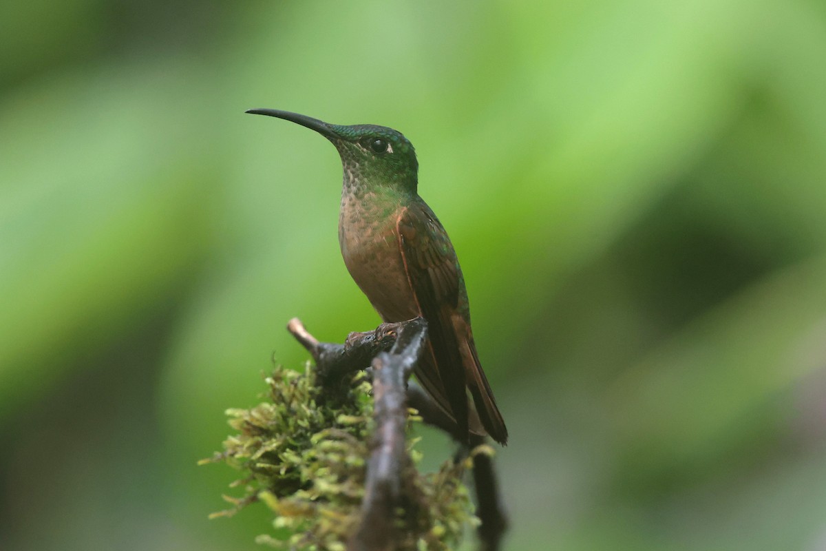 Fawn-breasted Brilliant - ML644259395