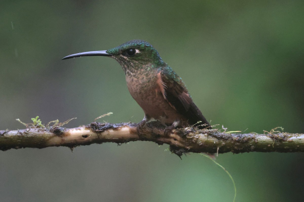 Fawn-breasted Brilliant - ML644259396