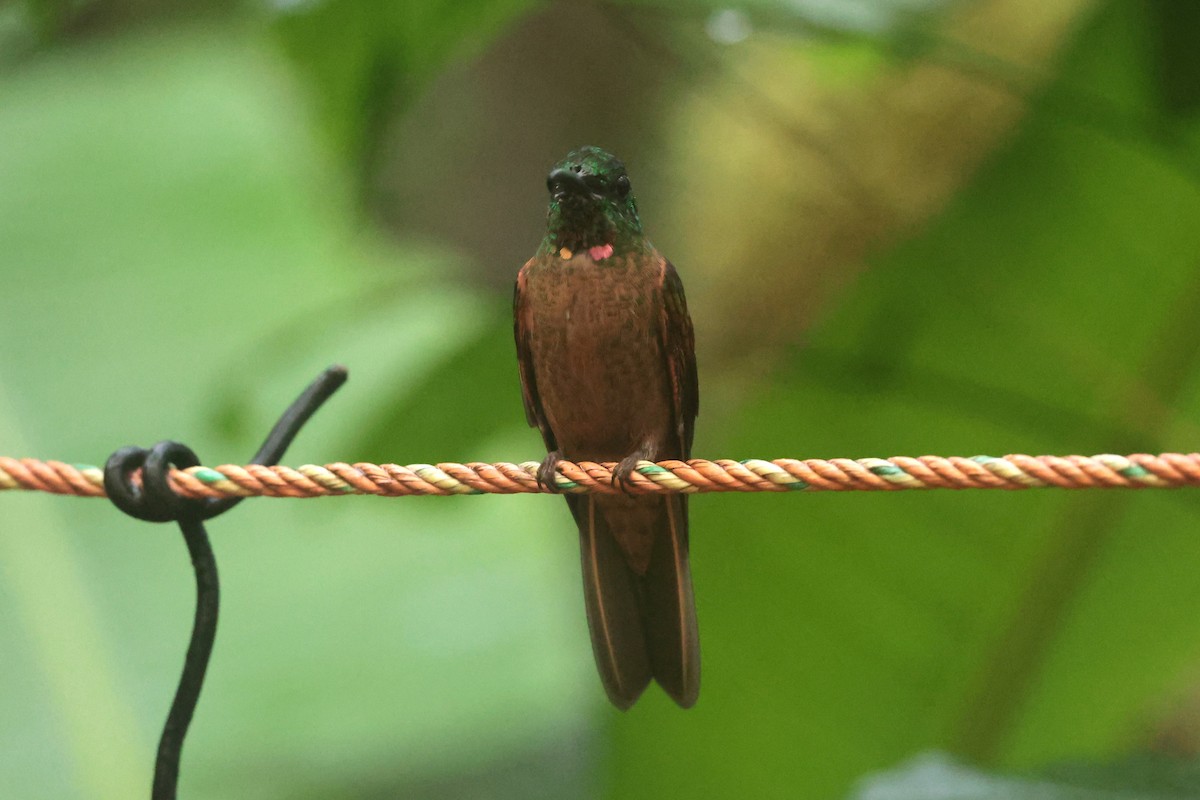 Fawn-breasted Brilliant - ML644259397
