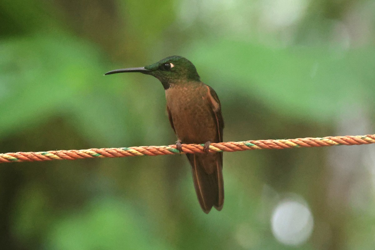 Fawn-breasted Brilliant - ML644259398