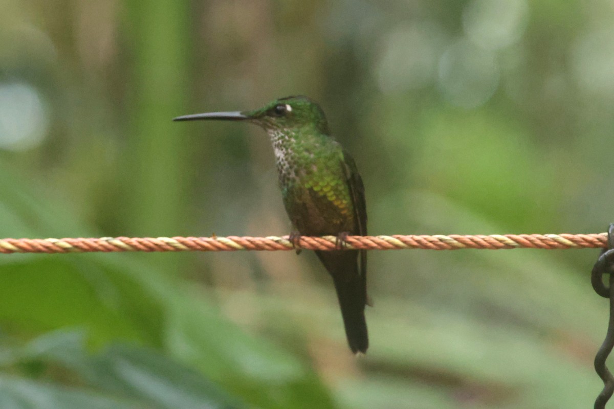 İmparator Pırıltı - ML644259401