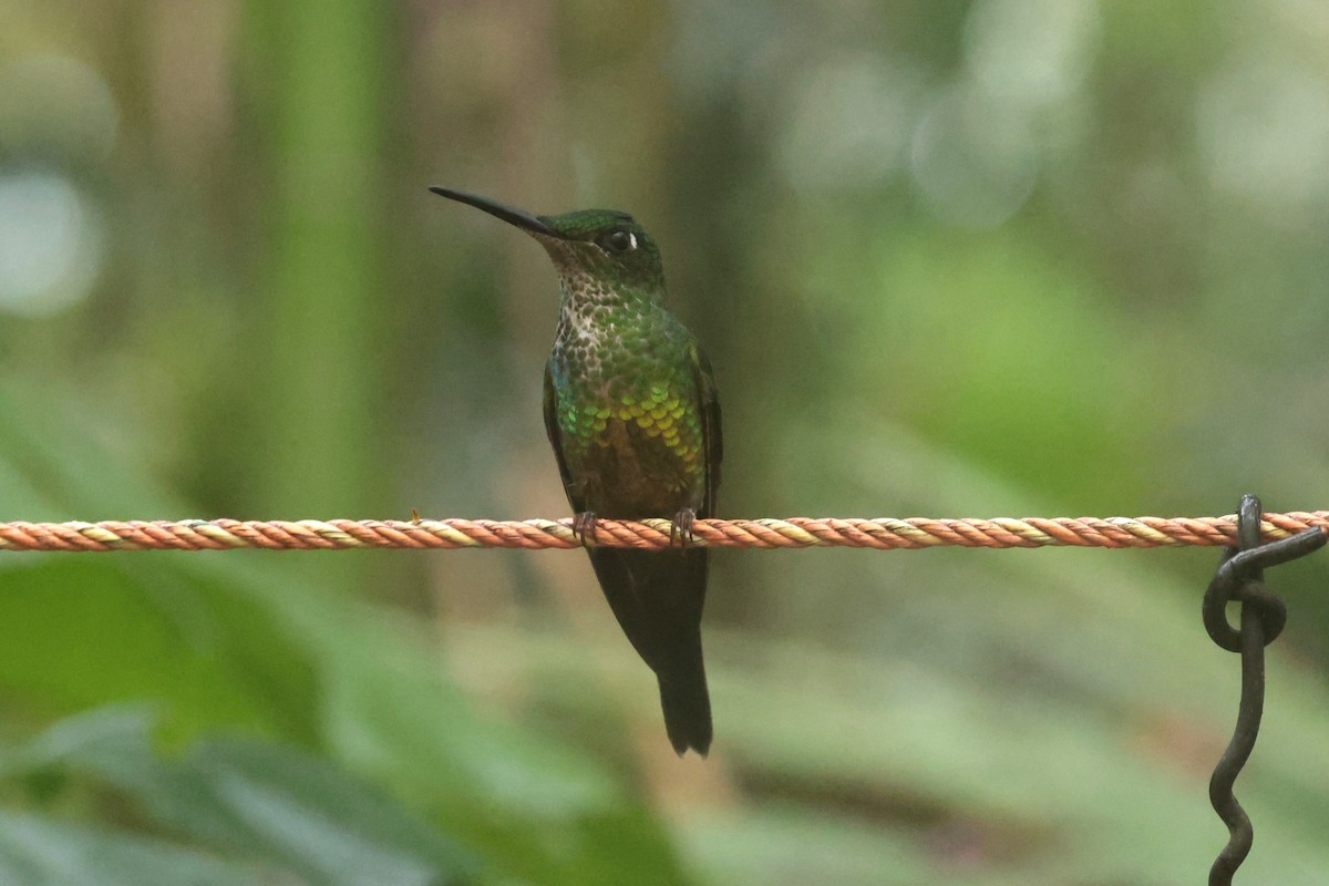 İmparator Pırıltı - ML644259402