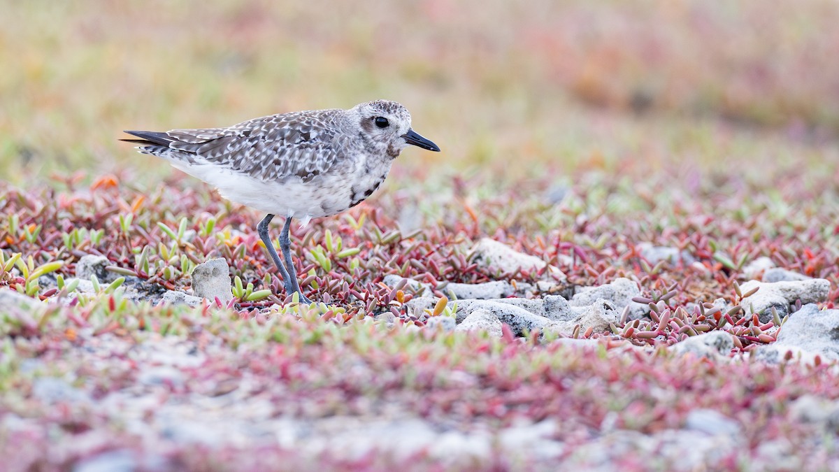 Black-bellied Plover - ML644259424