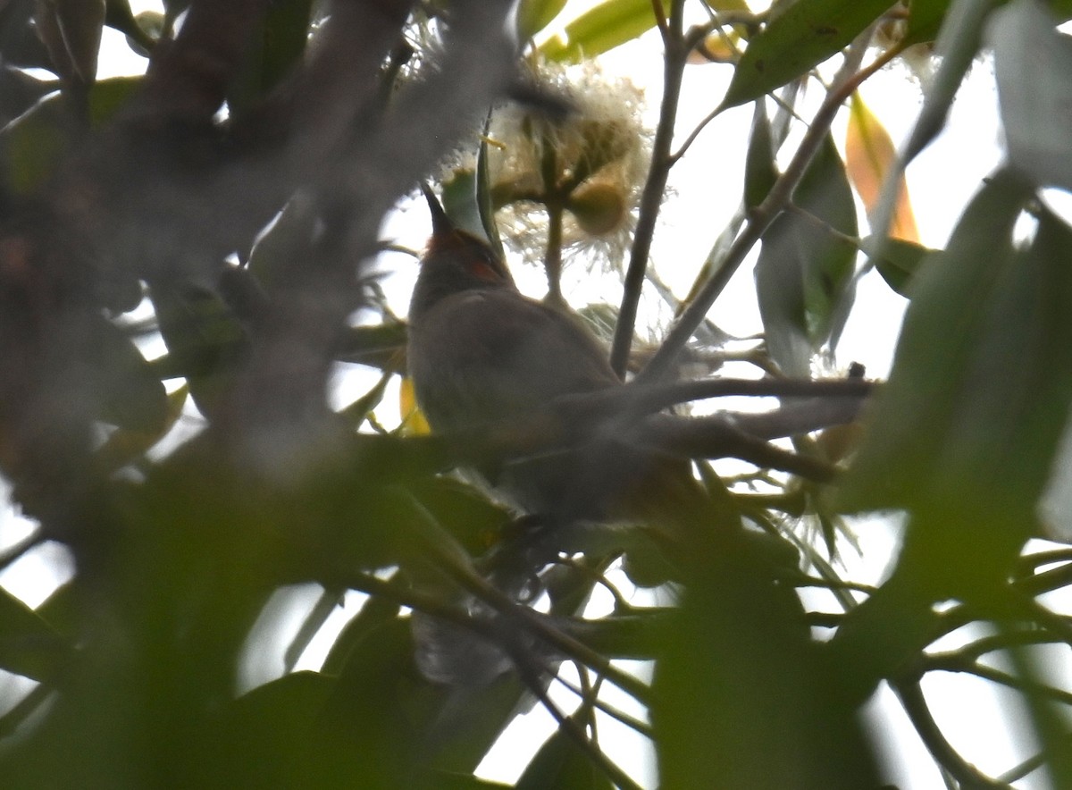 クレナイミツスイ - ML644259431