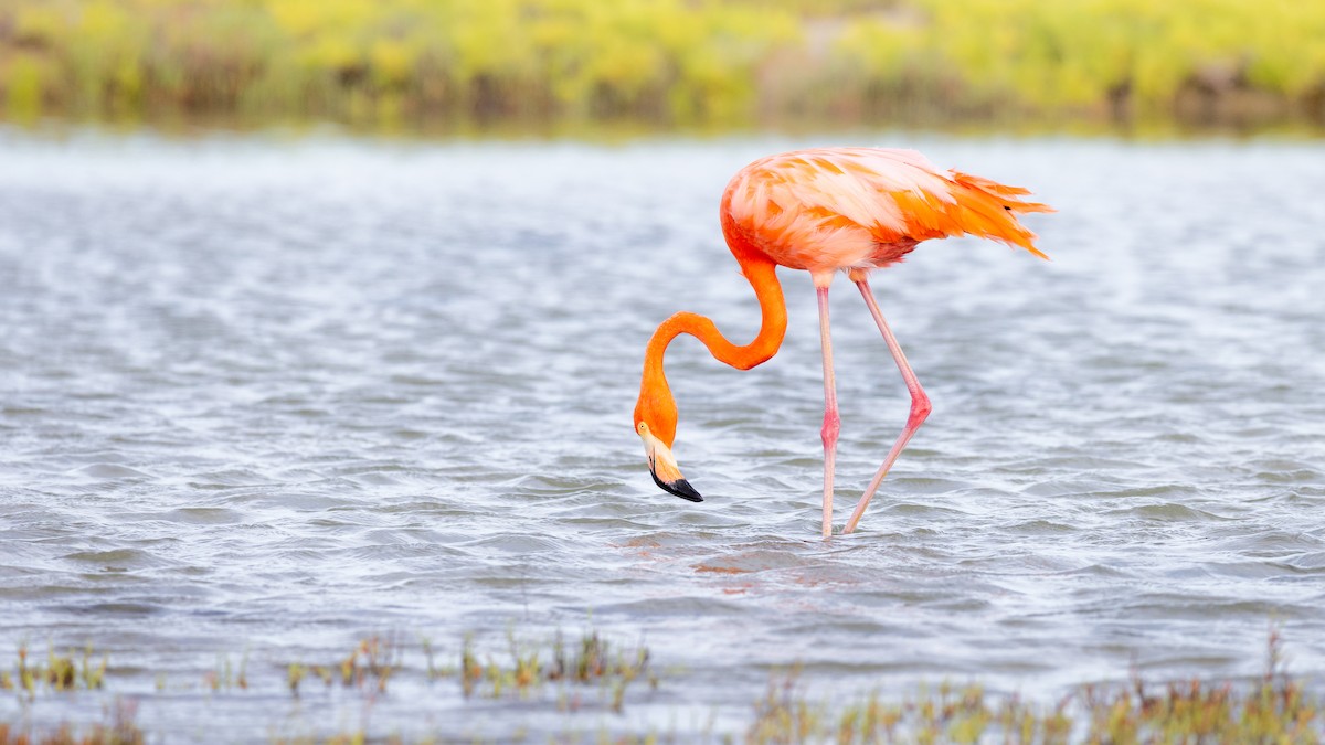 American Flamingo - ML644259437