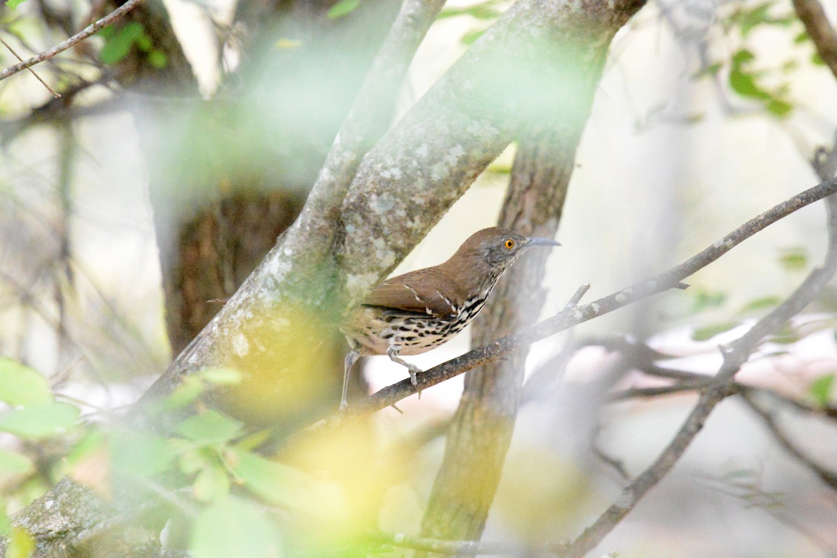Long-billed Thrasher - ML644259438