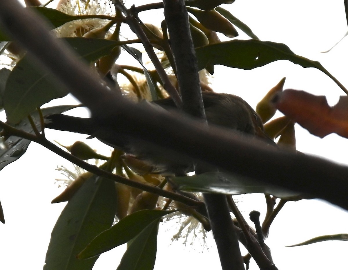 クレナイミツスイ - ML644259439