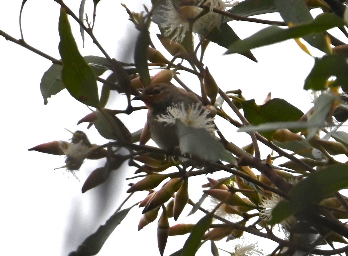 クレナイミツスイ - ML644259440