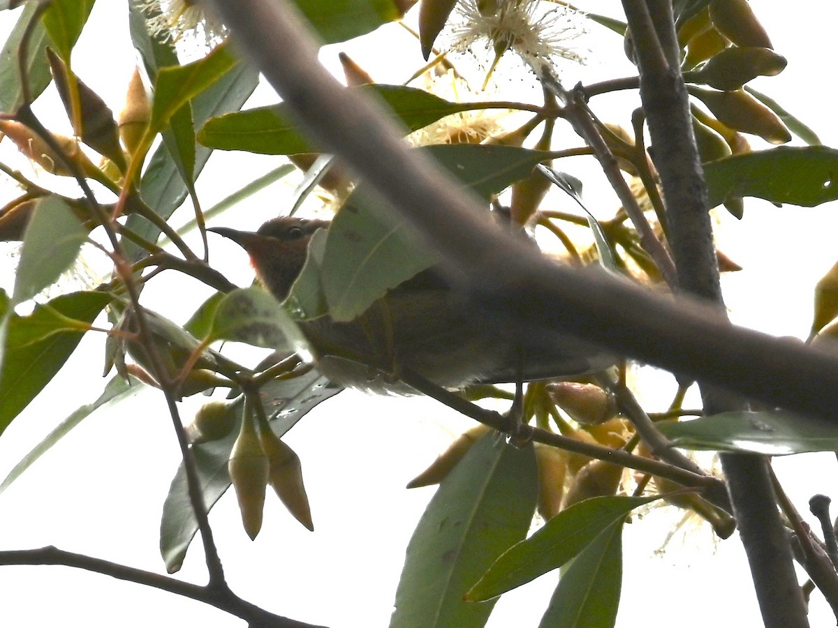 クレナイミツスイ - ML644259441