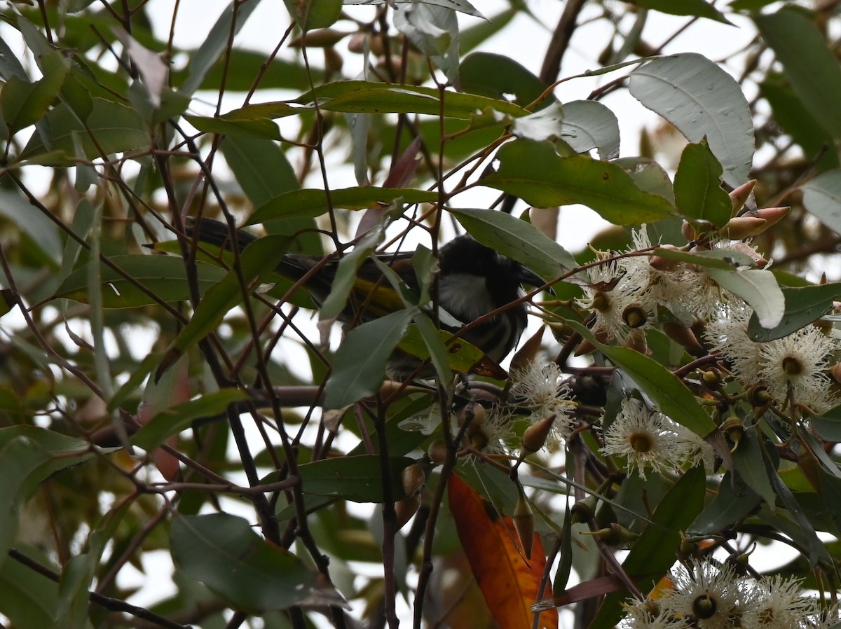 White-cheeked Honeyeater - ML644259449