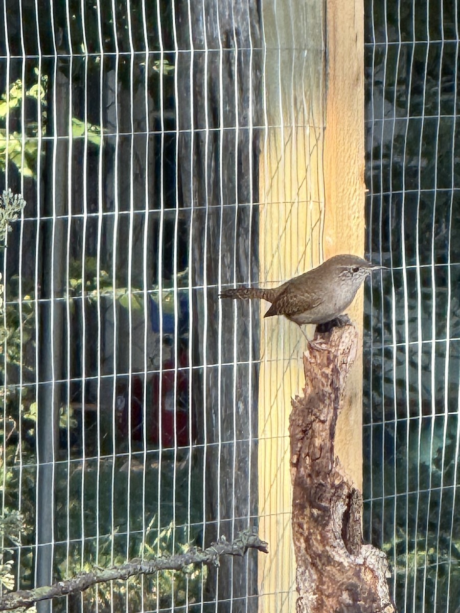 Northern House Wren - ML644259452
