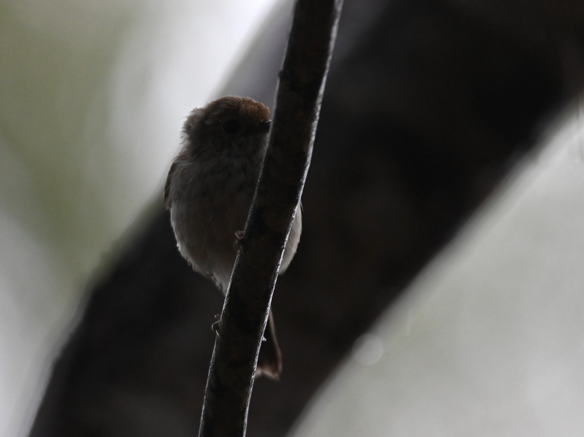 Brown Thornbill - ML644259455