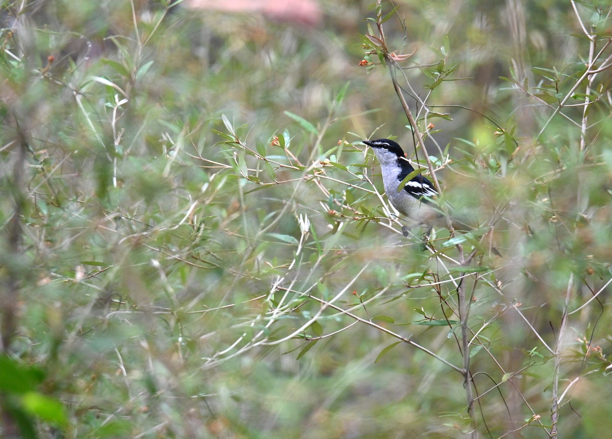 Varied Triller - ML644259457