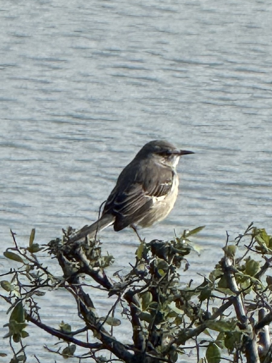 Northern Mockingbird - ML644259458
