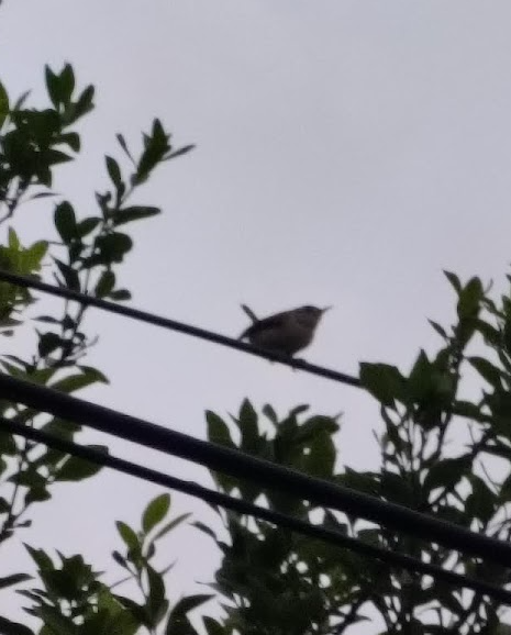 langstjertskredderfugl - ML644259459