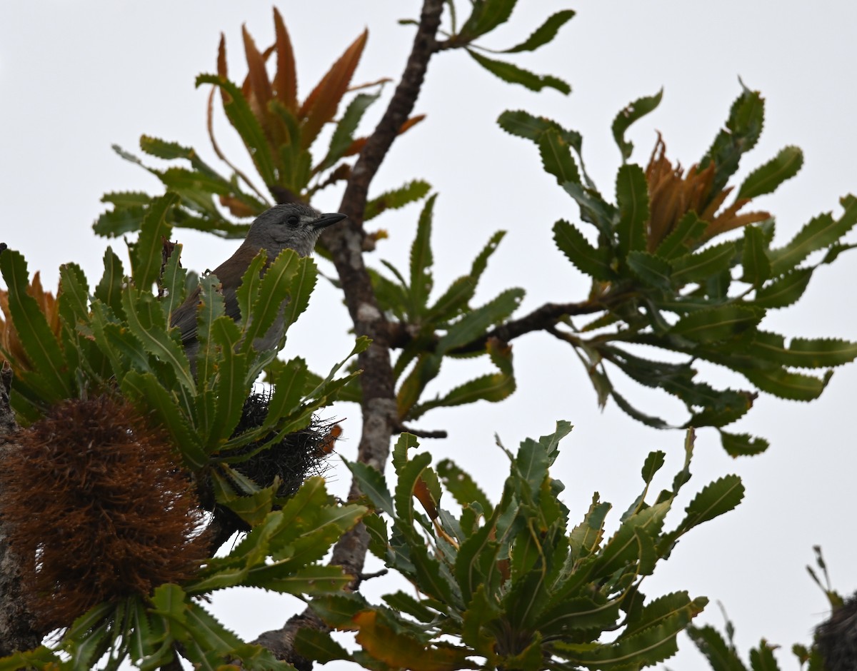 Gray Shrikethrush - ML644259460