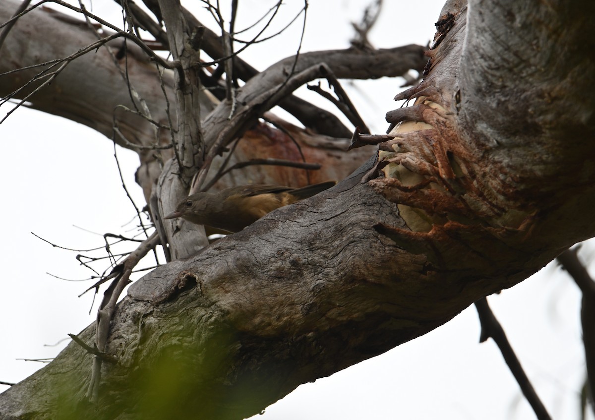 Little Shrikethrush (Rufous) - ML644259462