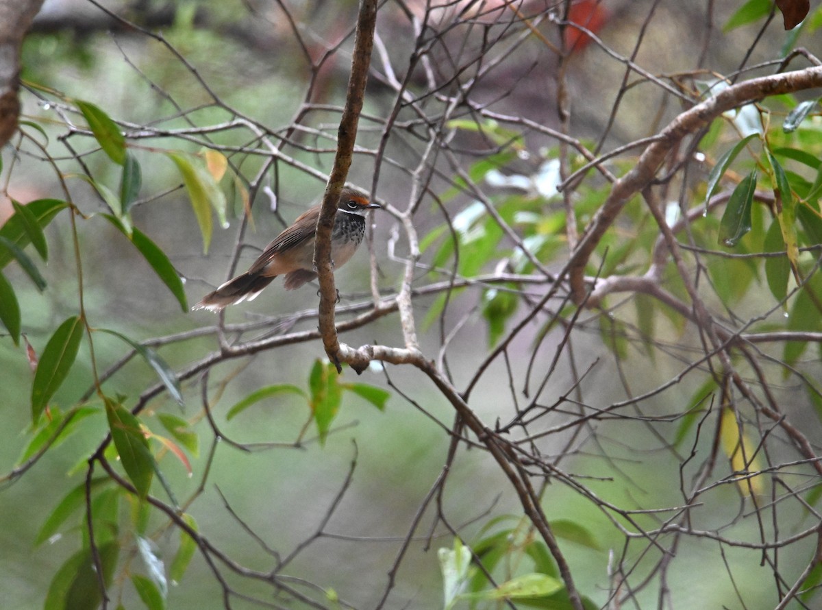 Australian Rufous Fantail - ML644259463