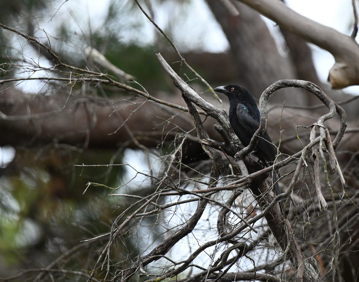 Spangled Drongo - ML644259464