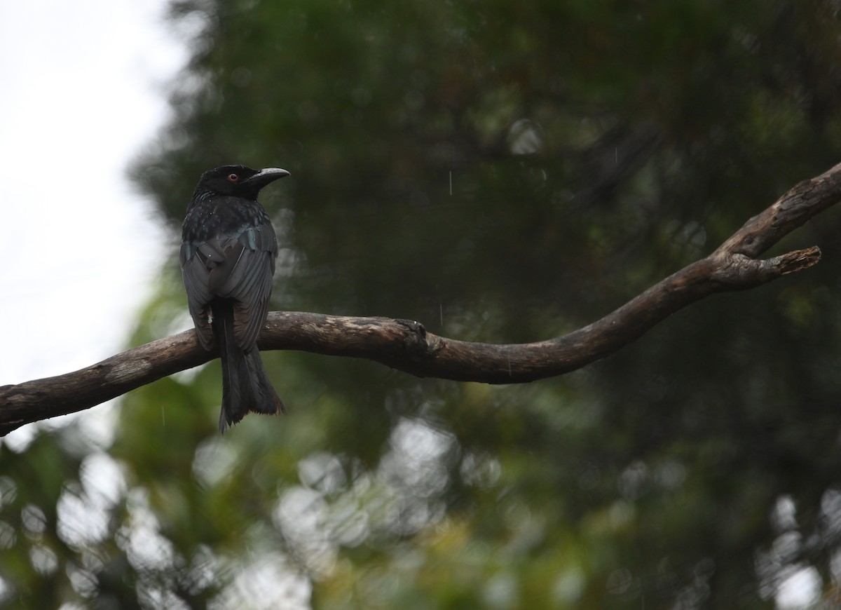 Spangled Drongo - ML644259465