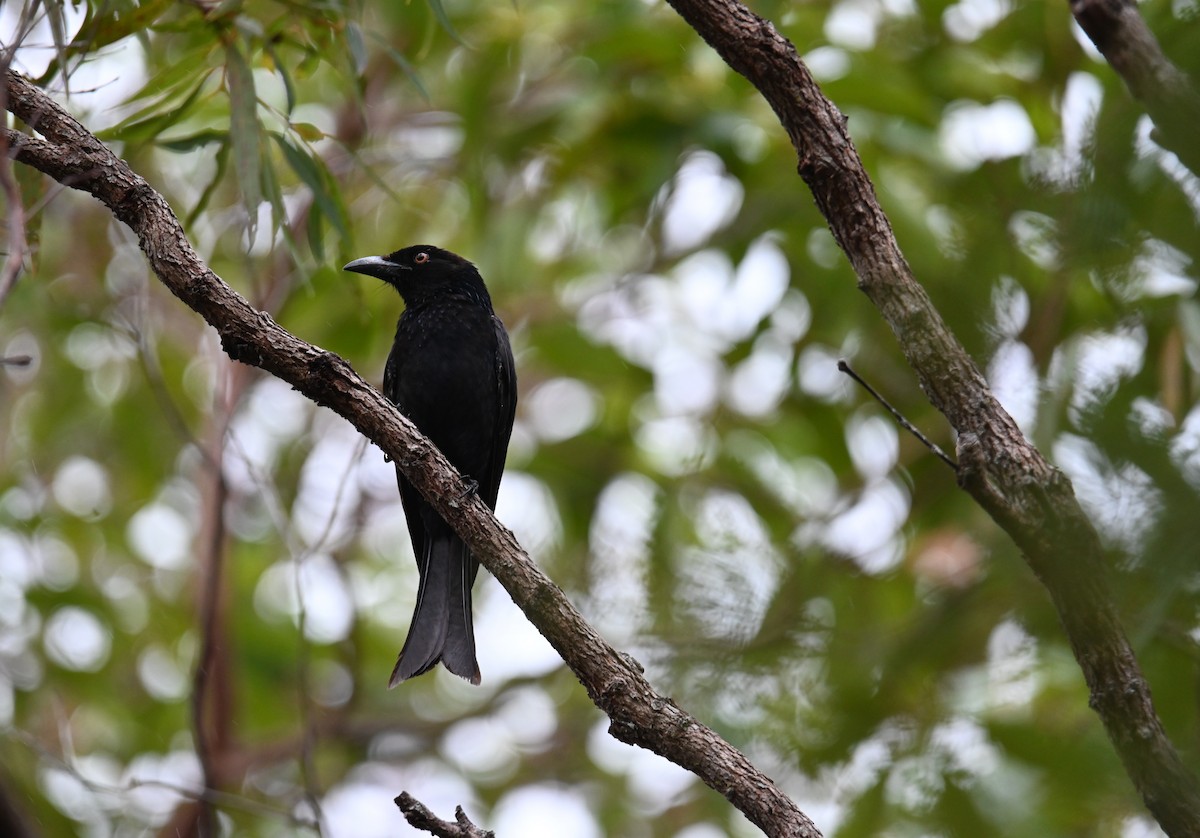 Spangled Drongo - ML644259466