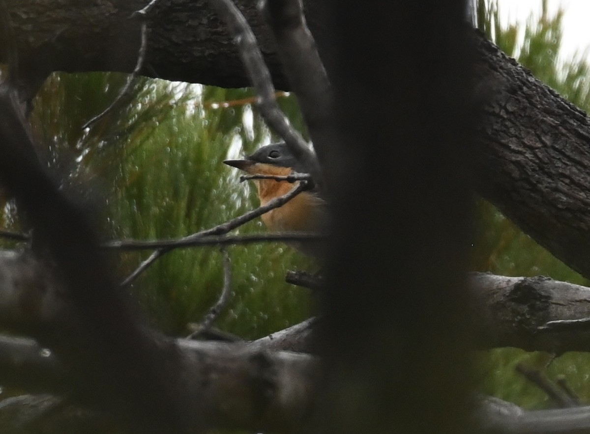 blymonark - ML644259468