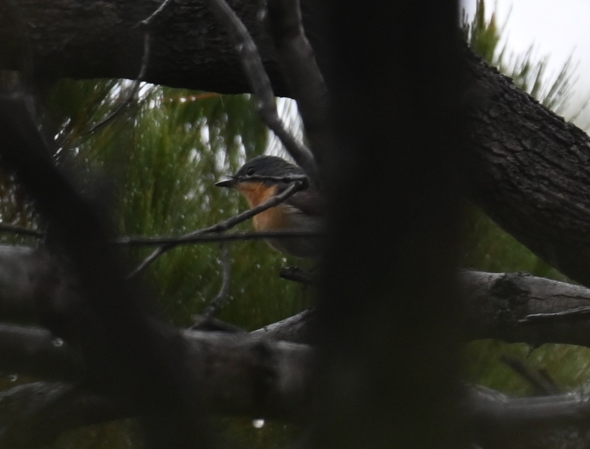 blymonark - ML644259469