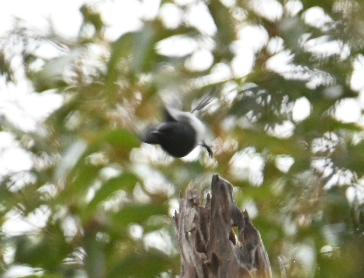 blymonark - ML644259471