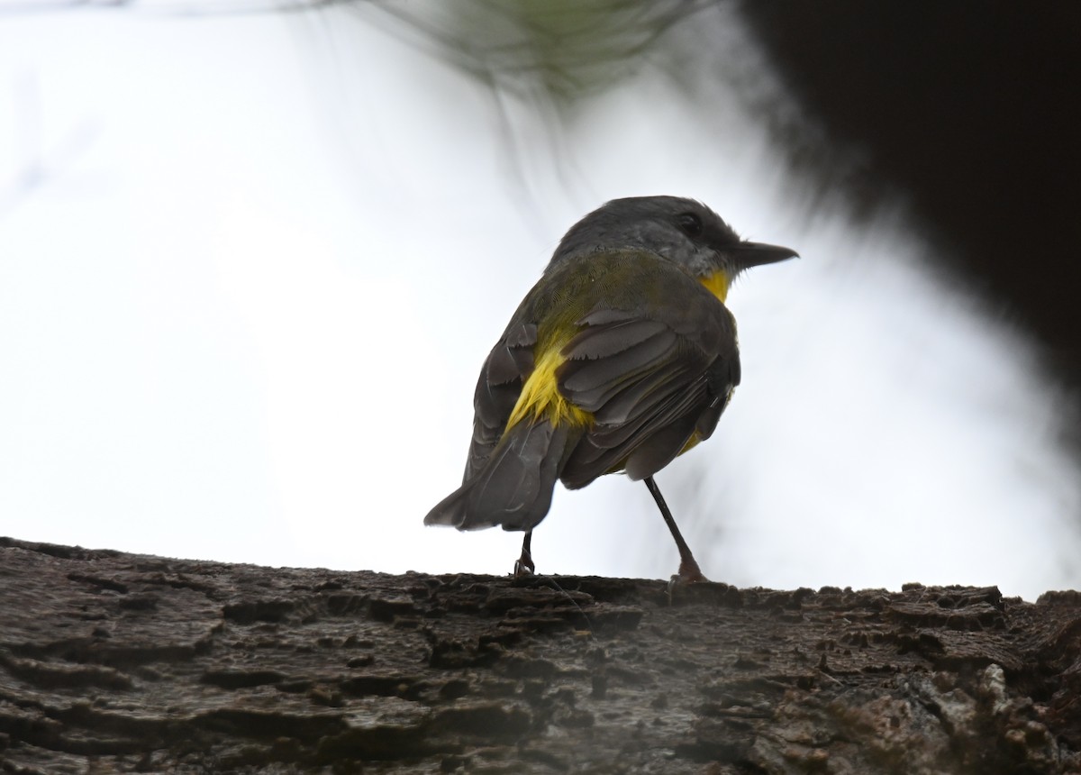 Королець жовтий - ML644259472