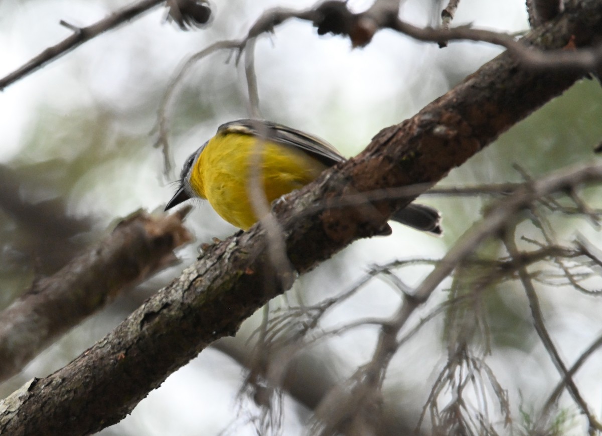 Королець жовтий - ML644259473