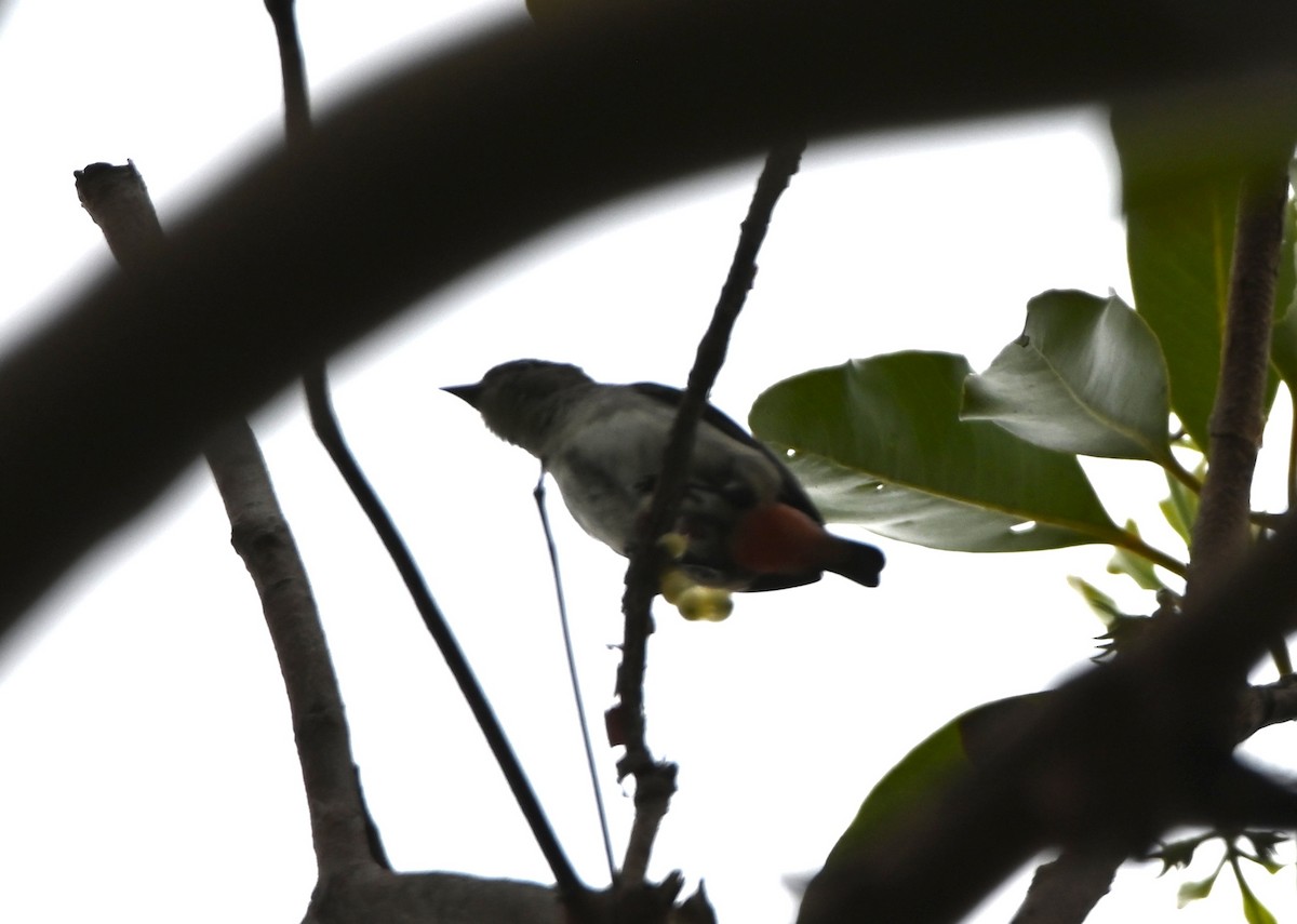 Квіткоїд австралійський - ML644259476