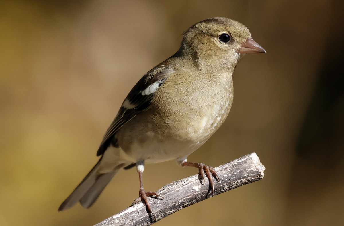 Зяблик звичайний - ML644259483