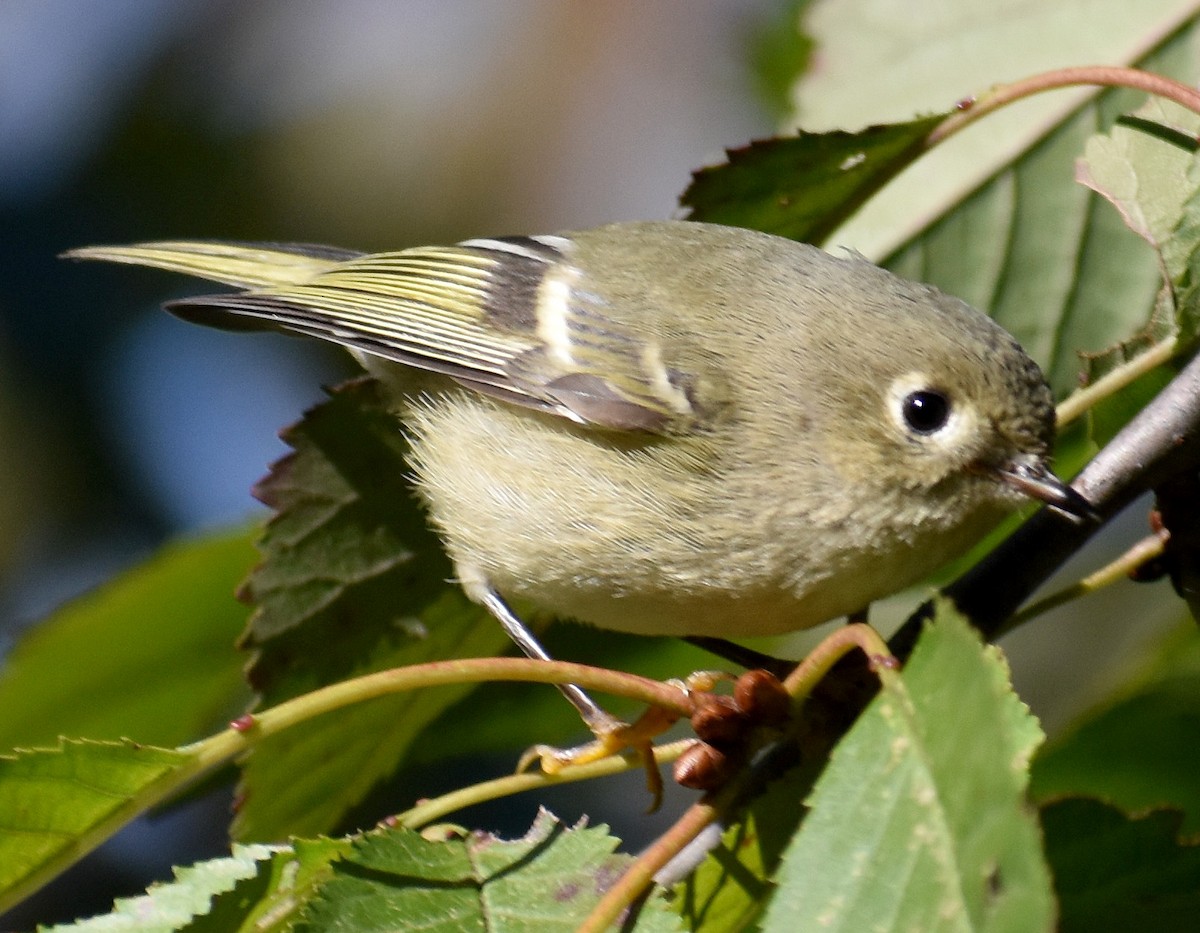 rubinfuglekonge - ML644259506