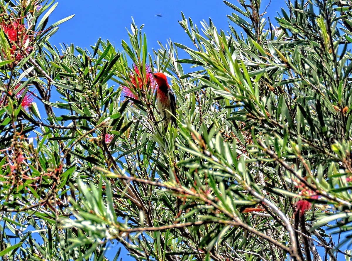 クレナイミツスイ - ML644259508