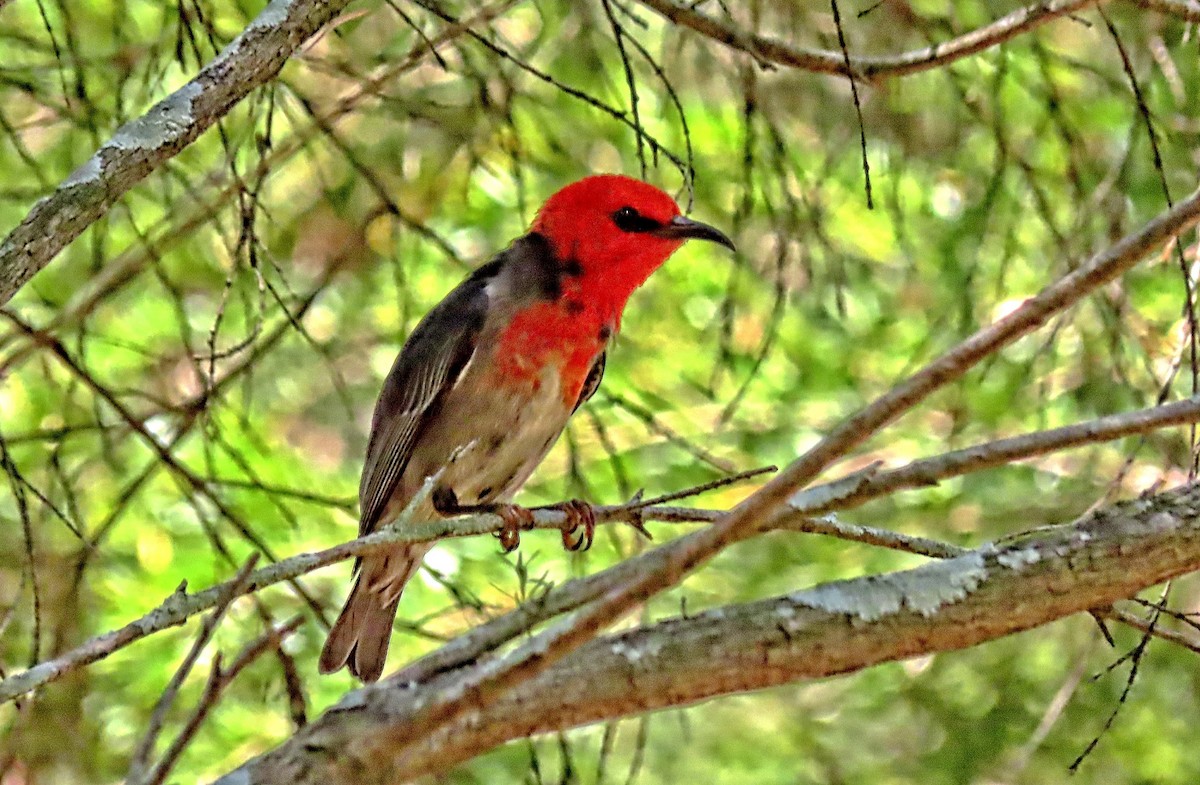 クレナイミツスイ - ML644259509