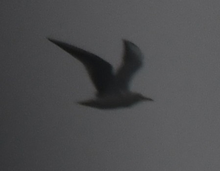 Gaviota/Gavión sp. - ML644259511