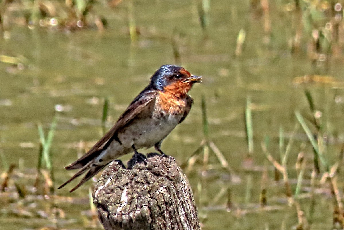 Welcome Swallow - ML644259512